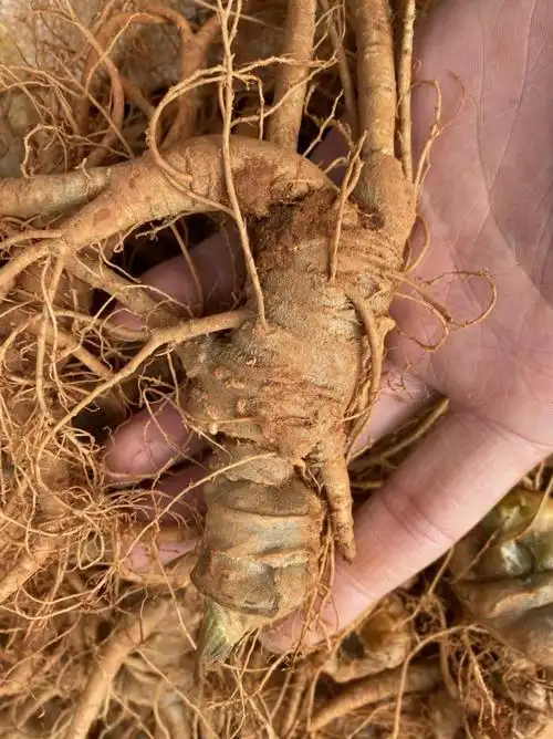 新鲜三七鲜田七500g云南文山特级三七头煲汤料泡酒料多规格新鲜三七15