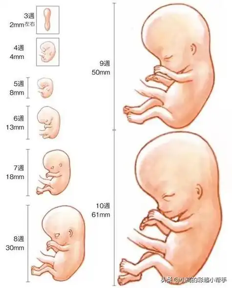 头条问答 - 怀孕多久胎儿发育成型?(75个回答)