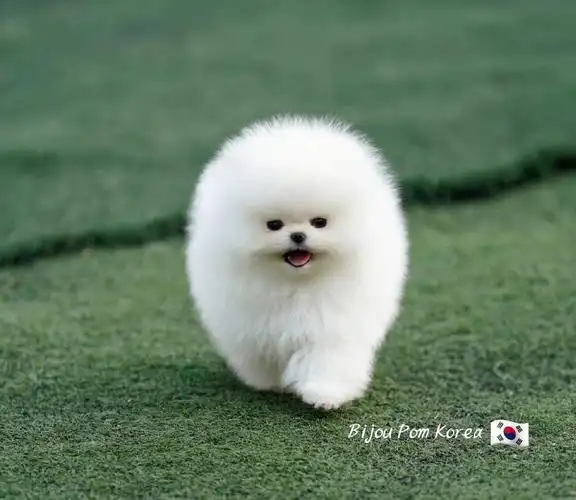 【大唐犬舍】博美犬的繁殖方向 可爱 ,萌,小体,惊艳,强壮,健康,华丽.