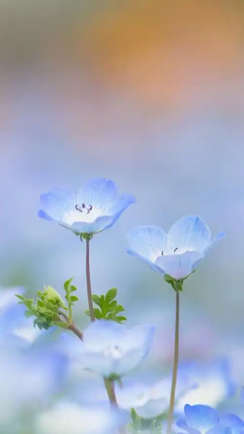 清新淡雅的花卉图片手机壁纸