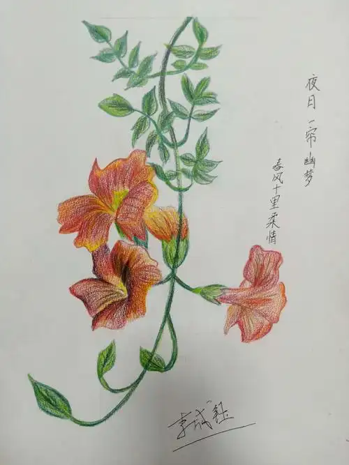 3.16周六下午丹尼斯校区创意素描班《彩铅花卉》