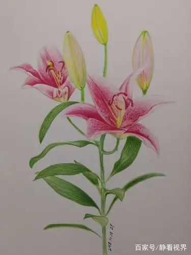 2018彩铅,素描临摹集(5)