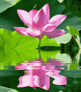 旅游在德安揽一朵荷花就可以过一个夏天走一起到吴山蔡河看荷花去