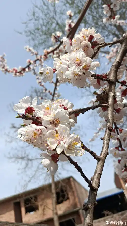 春天杏花开放
