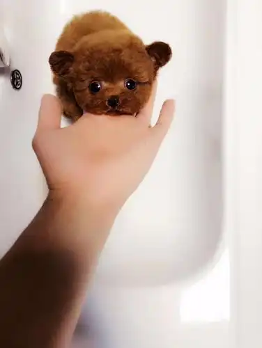 纯种茶杯灰色泰迪犬丨血统纯正健康包活丨全国送货上门 - 1000元