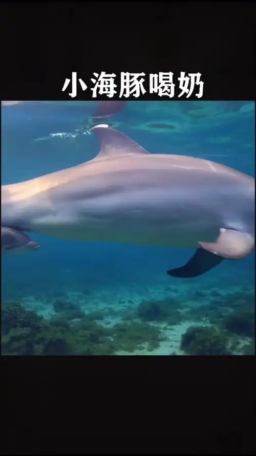 海豚宝宝吃奶