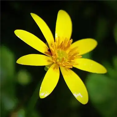 吉利富贵小黄花图片微信头像