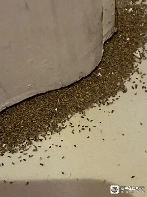 房子总是出现这些碎屑,请专业的小伙伴看看这是啥呀?