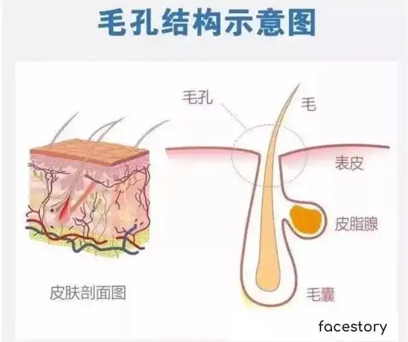 如何拯救你我粗大的毛孔