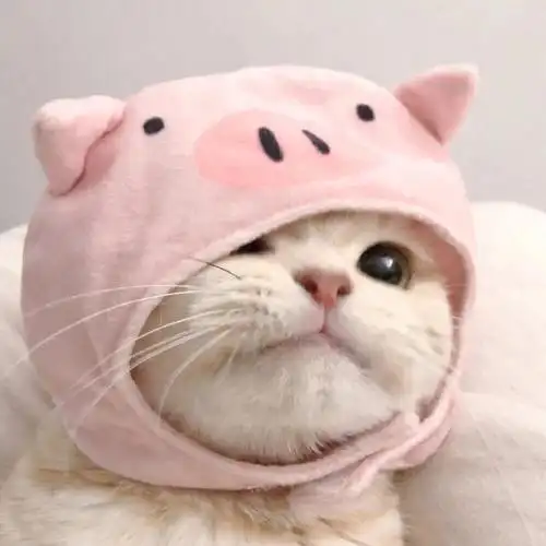 真戳心巴的363436373039猫咪情侣头像