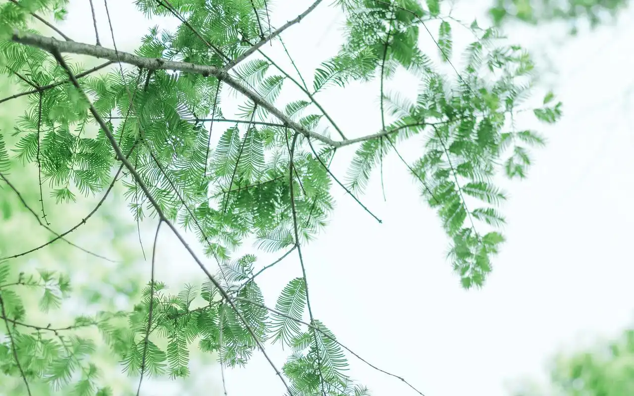 绿色小清新唯美图片电脑桌面壁纸