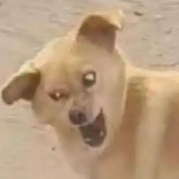 超级逗比的情侣头像 奇葩恶搞的情侣一对头像