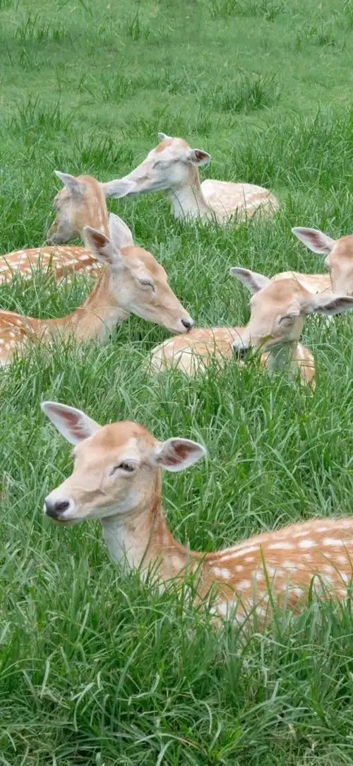 风景壁纸小清新壁纸绿色壁纸少女心壁纸夏至已至赞评论96更多所有评论