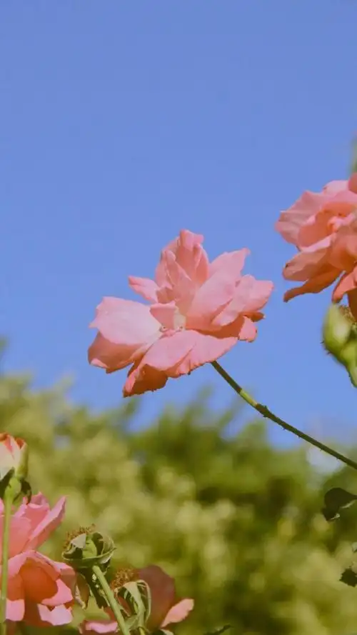 小清新风月季花唯美风景,高清图片,手机锁屏桌面-壁纸族