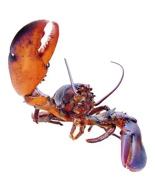 美国进口波士顿龙虾450g/只±50g