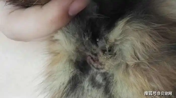 怀孕60天有褐色分泌物不用怕很有可能是要生啦