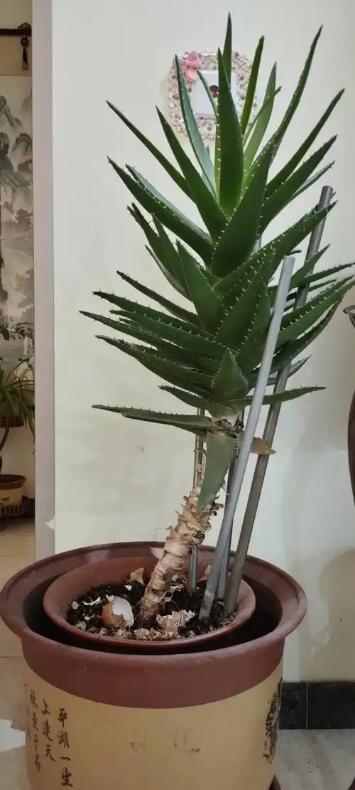 求助大神!养了很多年的芦荟最近不知怎么了,下面.