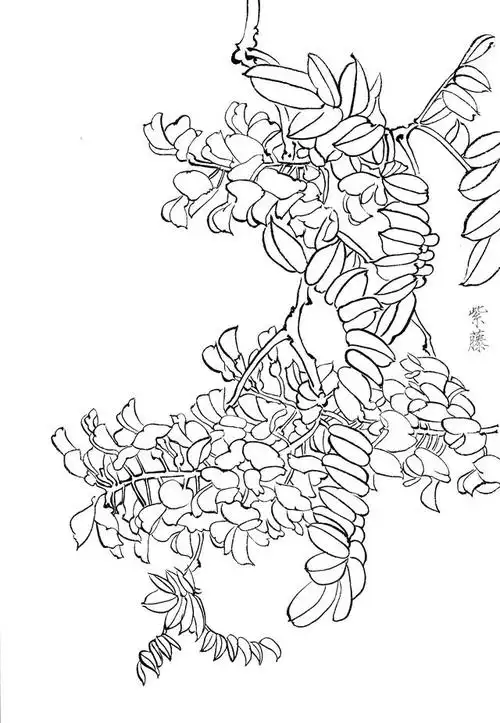 高清工笔紫藤花,萱草白描线稿