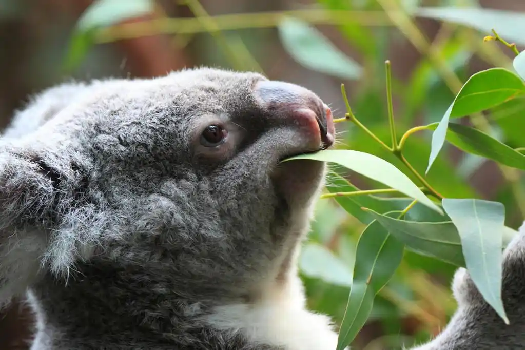 考拉图片澳大利亚的国宝可爱树袋熊图片