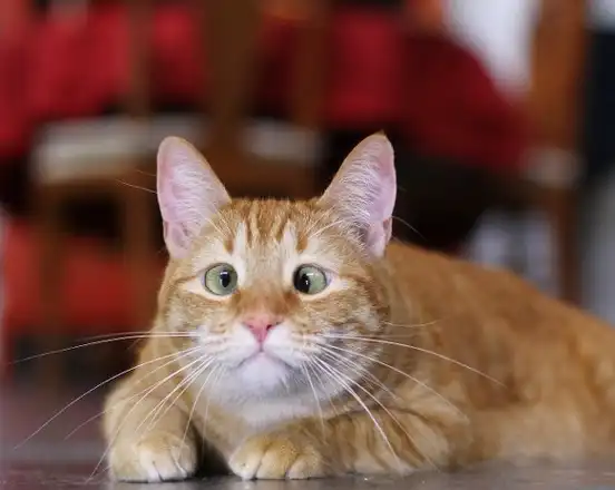 丑萌最耐看……这些美得很不标准的超特别毛孩!_猫咪