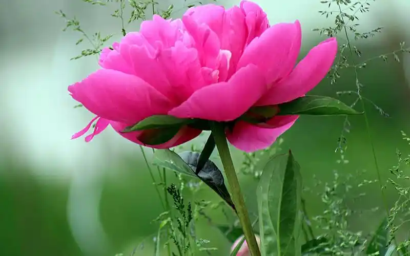 唯美鲜艳的牡丹花图片桌面壁纸高清大图预览1920x1200_植物壁纸下载_