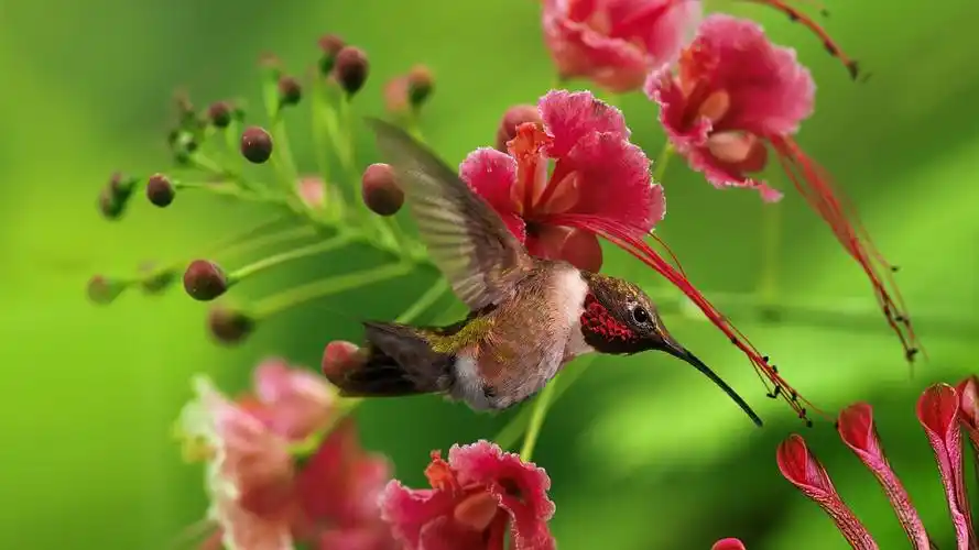 大自然中植物美丽的图片桌面壁纸高清大图预览1920x1080_风景壁纸下载