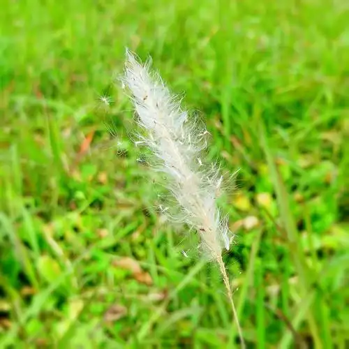 草坪上的白茅草手机摄影