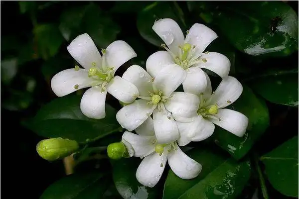 七里香花黄叶掉落怎么办,叶子发黄补救解决方法