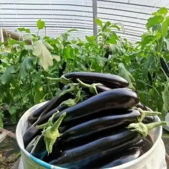 【现摘现发】农家紫皮长条茄 三斤/【新鲜紫茄子】普通装