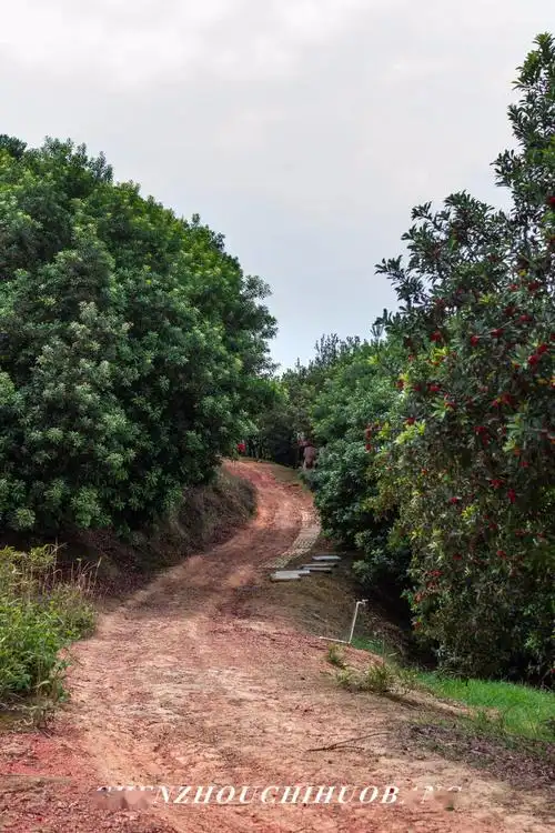 免费采摘郴州市区15min直达的宝藏乌梅基地找到了
