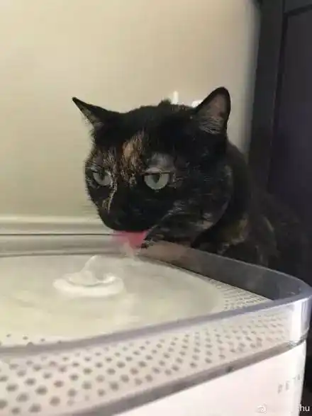网友家的猫咪喝水的时候一直是这个表情,第一眼我就笑喷了