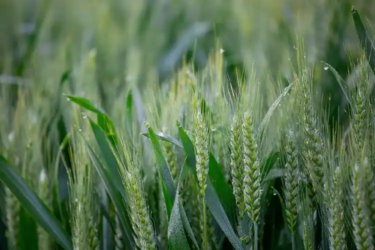 杯酒见天地,小得即盈满|汾酒节气志_麦苗_麦穗_麦粒