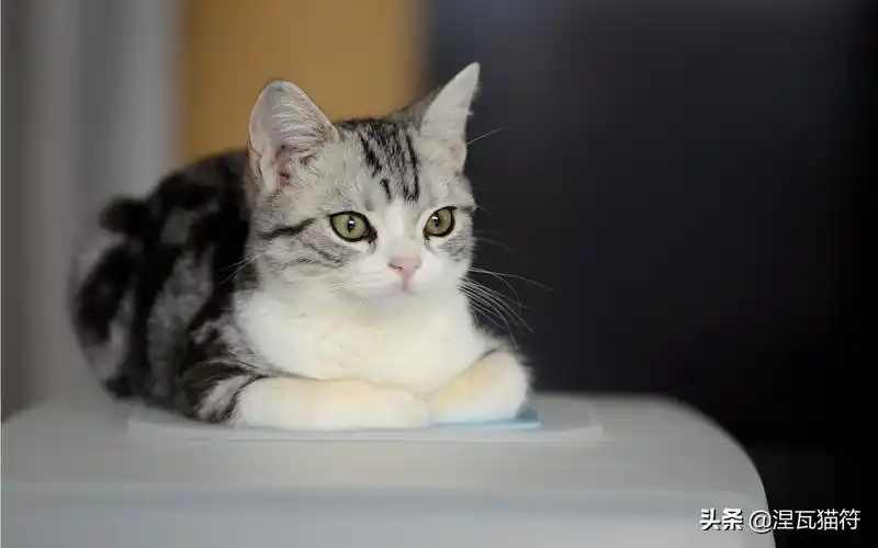 美国短毛猫丨银虎斑加白