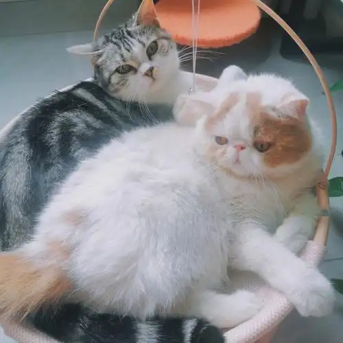 加菲永远打不过美短是吗