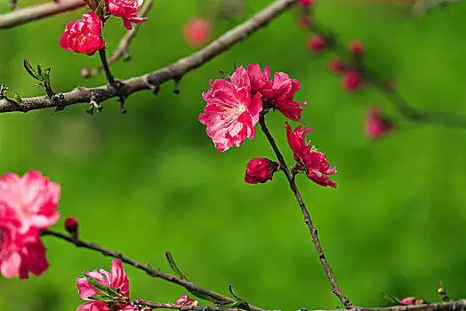 美丽桃花图片_美丽桃花图片大全_美丽桃花图片素材