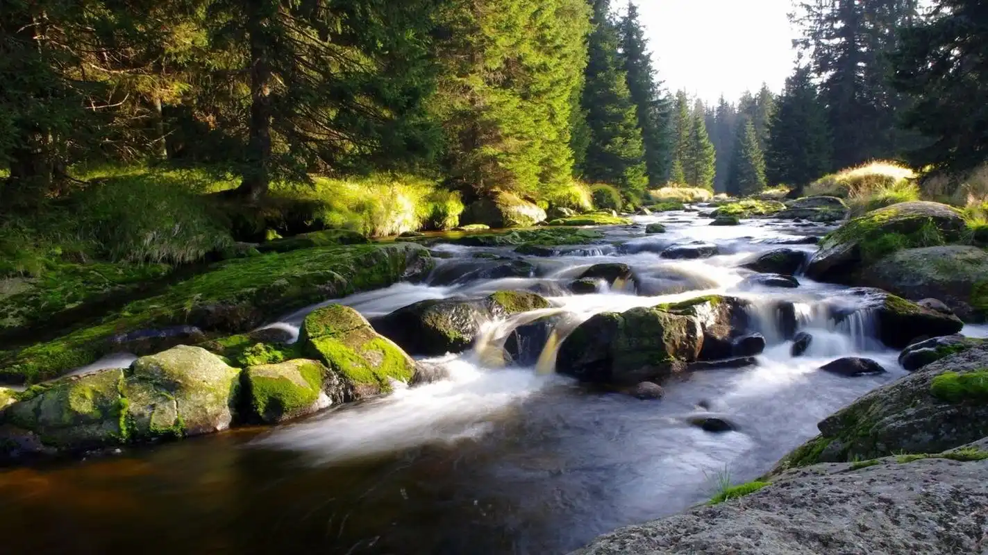 招财好运 电脑壁纸,高清 02 020202020202020202