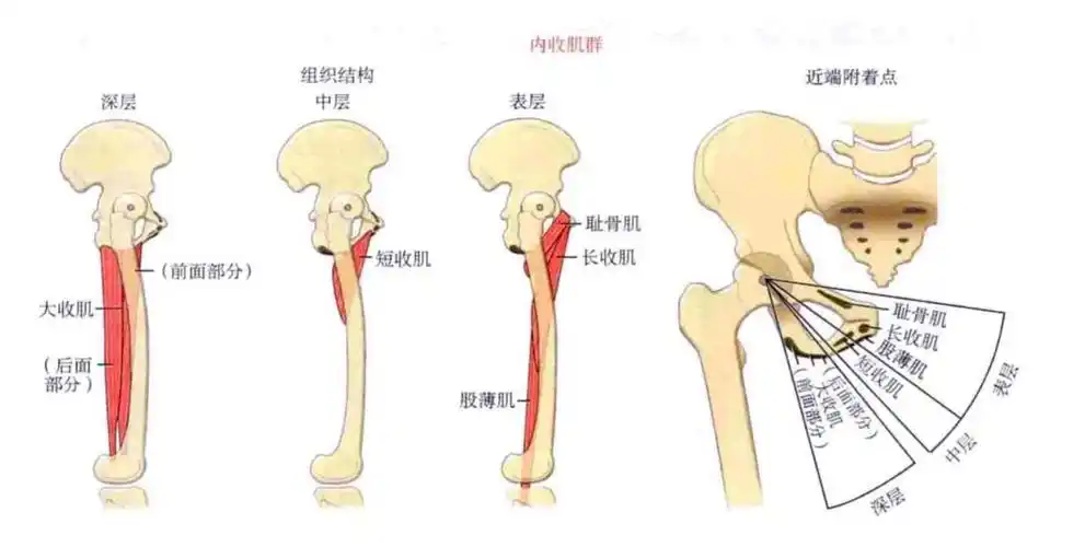练臀腿却大腿内侧酸?_训练