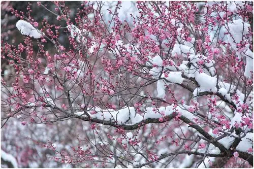 梅花傲雪迎春