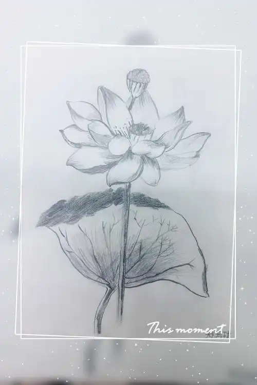 其它 荷花 写美篇  今天是暑期第三天啦,今天我们学习的是素描荷花.