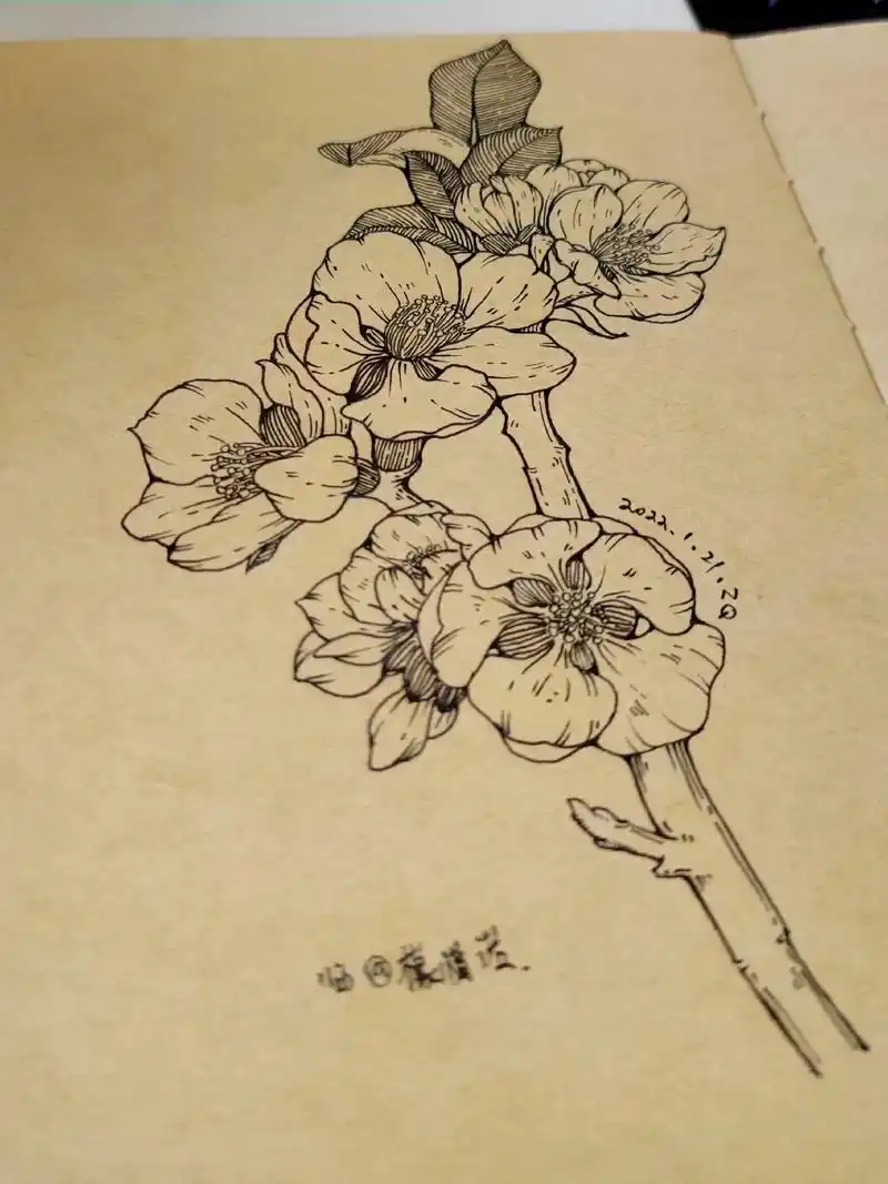 针管笔插画/打卡/附过程#针管笔手绘 #插画临摹 #抖音图文 - 抖音