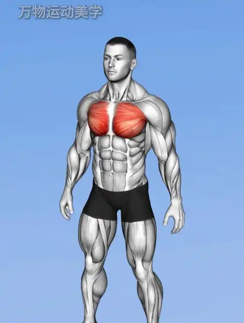 胸部锻炼,让胸肌燃起来