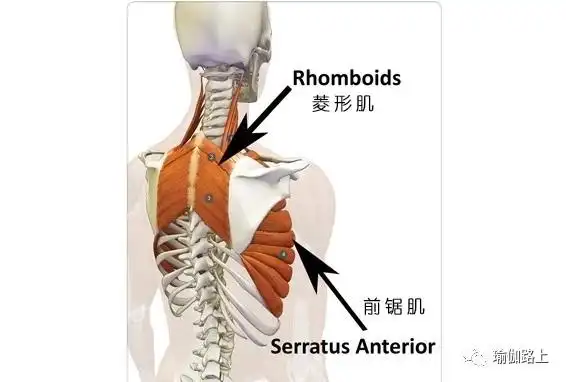 前锯肌和菱形肌没用力,导致上斜方肌代偿.