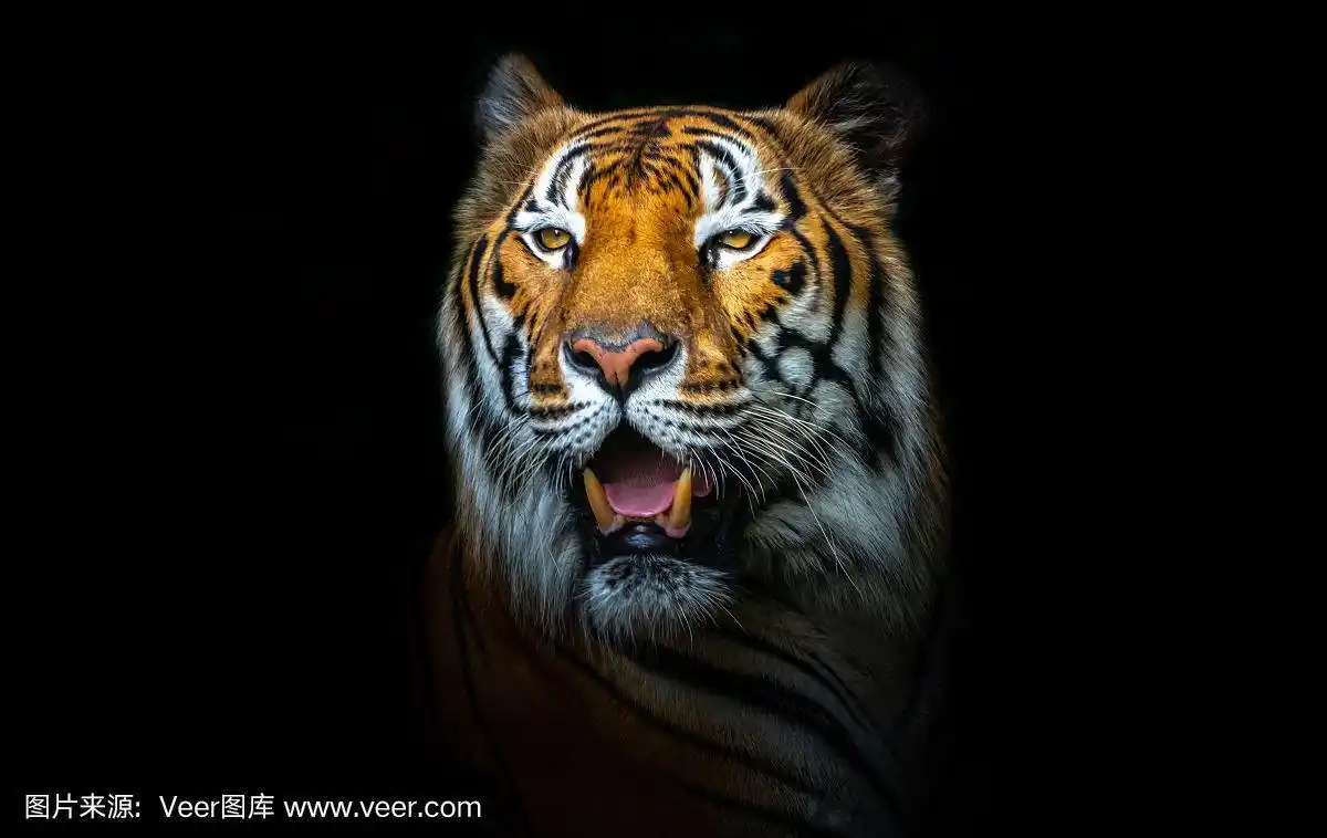 老虎的脸在黑色的背景