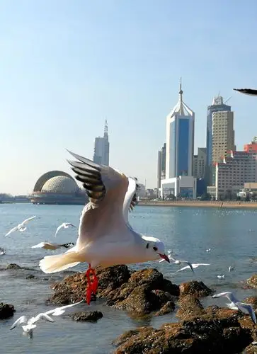 青岛与海鸥的大海情缘