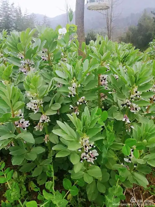 蚕豆花,花心是黑的,小时候听老爸说蚕豆开花黑良心