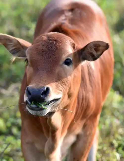 再去看看这群牛