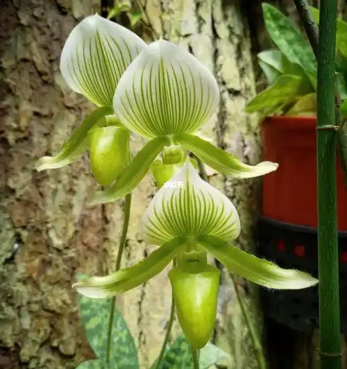 14种兜兰品种基地直发单颗包邮