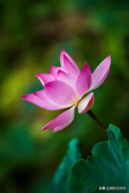 荷叶荷花的图片(两分钟教你8个超好看的荷花摄影技巧)