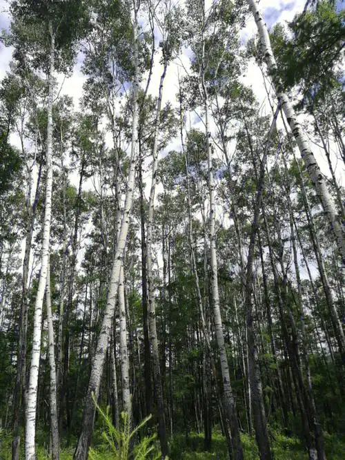 白桦林61小火车61东北菜续