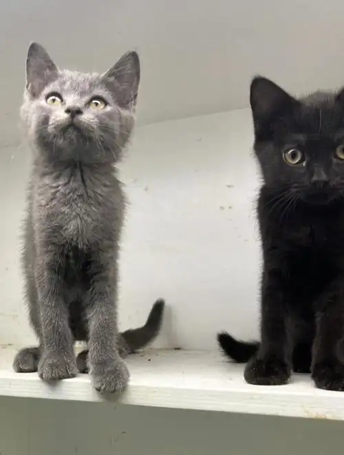 萌宠关爱屋英短蓝猫无偿领养